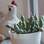 Maison Soleil - Il Giardino - Affitti Brevi Italia Daire Aosta